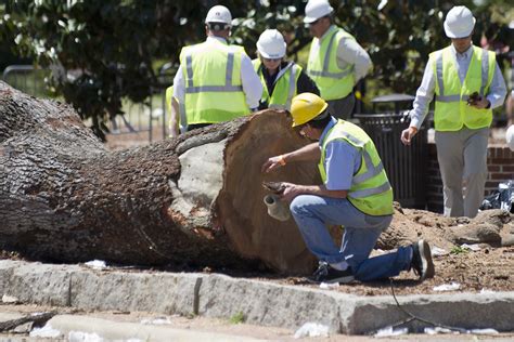 auburn trees poisoned radio|auburn university oak tree.